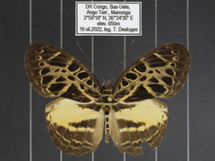 Catuna crithea