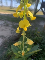 Crotalaria spectabilis