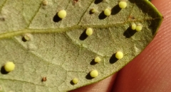 Neuroterus saltatorius texanus