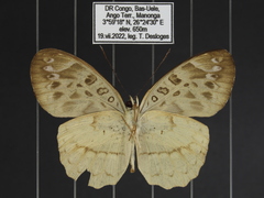 Catuna crithea