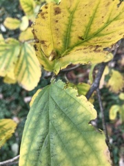 Hormaphis hamamelidis