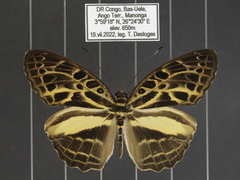 Catuna angustatum