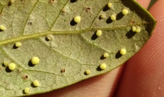 Neuroterus saltatorius texanus