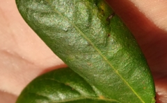 Neuroterus saltatorius texanus