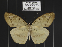Catuna angustatum