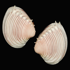 Hysteroconcha dione
