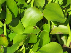 Helophilus fasciatus