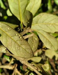 Neuroterus saltatorius texanus