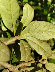 Neuroterus saltatorius texanus