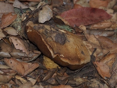 Caloboletus marshii