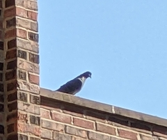 Columba livia domestica