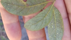 Neuroterus saltatorius texanus