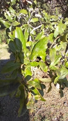 Neuroterus saltatorius texanus