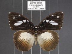 Aterica galene extensa