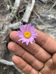 Erigeron argentatus