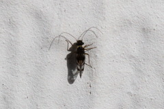 Psocomorpha