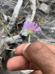 Erigeron argentatus