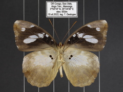 Aterica galene extensa