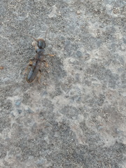 Reticulitermes hesperus