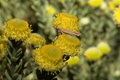 Leucadendron levisanus