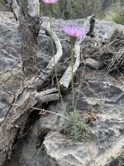 Erigeron argentatus