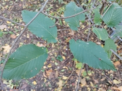 Ulmus minor