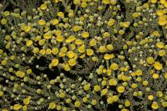 Leucadendron levisanus