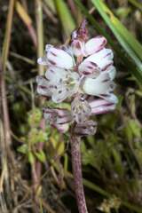 Lachenalia contaminata