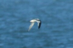 Hydrocoloeus minutus