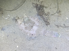 Pleuronichthys coenosus