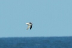 Hydrocoloeus minutus