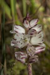 Lachenalia contaminata