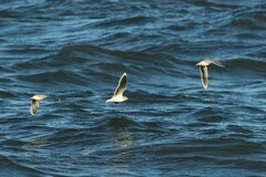 Hydrocoloeus minutus