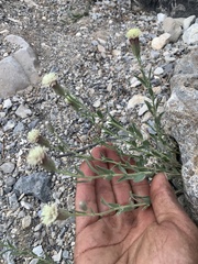 Brickellia oblongifolia