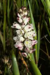 Lachenalia contaminata