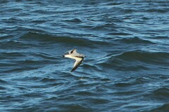 Hydrocoloeus minutus