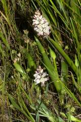 Lachenalia contaminata