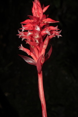 Stenorrhynchos albidomaculatum