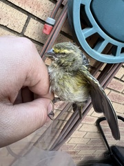 Crithagra flaviventris