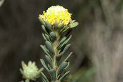 Leucadendron levisanus