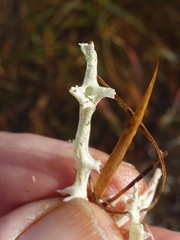 Cladonia uncialis biuncialis