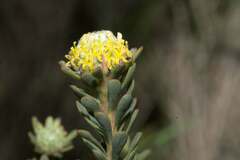 Leucadendron levisanus