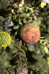 Leucadendron levisanus