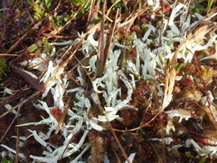 Cladonia uncialis biuncialis