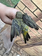 Crithagra flaviventris