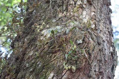 Epidendrum conopseum