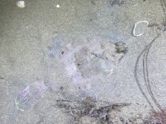 Pleuronichthys coenosus