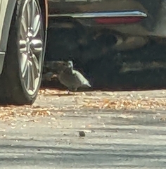 Columba livia domestica