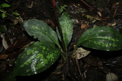 Stenorrhynchos albidomaculatum