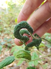 Phylloplecta tripunctata